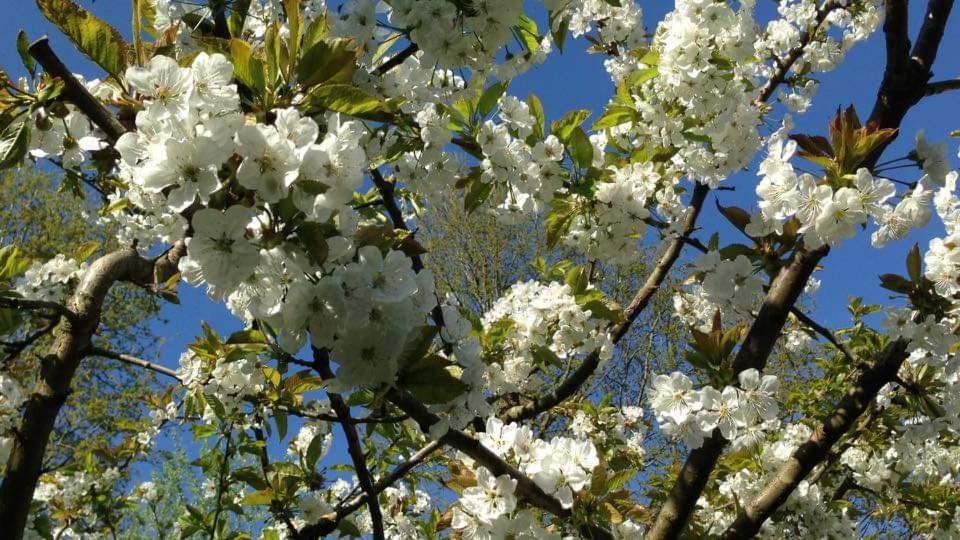 Vakantiehuis Aan Het Bos - Gelegen Aan De Tulpenroute Bant ภายนอก รูปภาพ